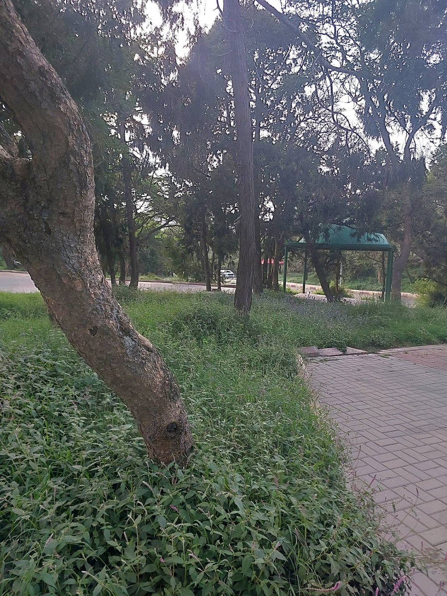 weathernt's tweet photo. منتزه المحفار في #تنومة بعد موسم امطار جيد نسأل الله من فضله مناظر لا توصف 
اليوم الأربعاء ٢٦ ذو القعدة ١٤٤٧ الموافق١٣ مايو ٢٠٢٦ https://t.co/vUub6o2oFW