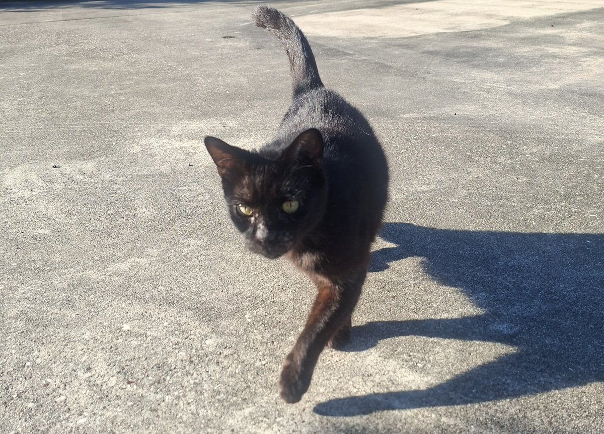 BESTUSMLETUTOR's tweet photo. #Photography #Feline #Cat #BlackCat #AnimalLovers #CatWalk https://t.co/VOG3WPDaNJ