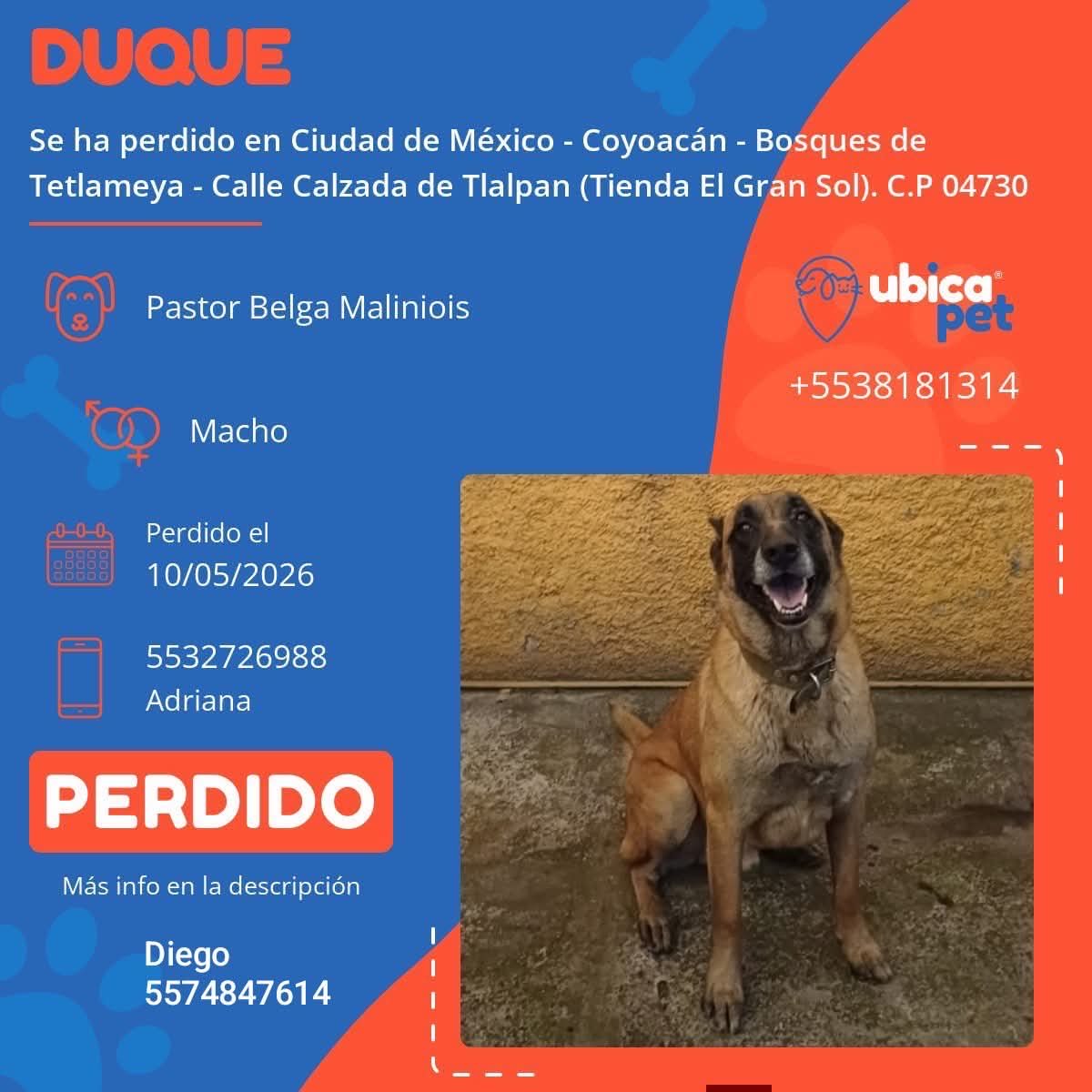 IsabelJunco's tweet photo. @TlalpanAl  @TlalpanVecinos  @MascotasSismo  @MascotaCoyoacan  @coylavoz  @CoyoacanDenunci https://t.co/S5TQTbeYpV