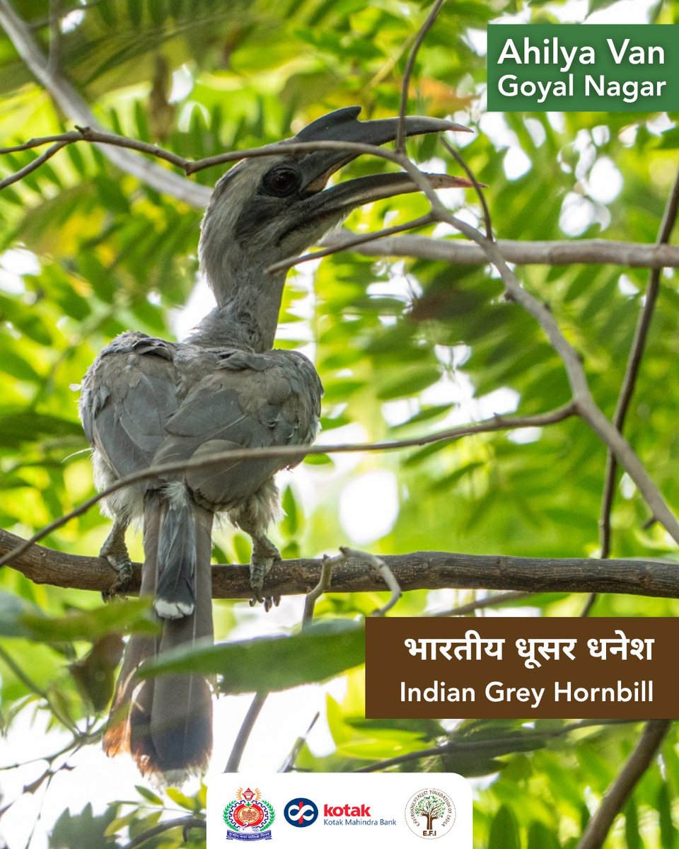 Environmentalist Foundation of India tweet media