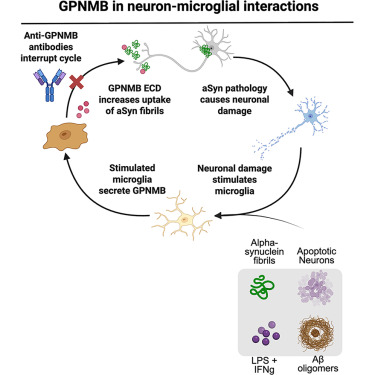 NeuroCellPress's tweet photo. Online now:  Secreted GPNMB enhances uptake of fibrillar alpha-synuclein in a non-cell-autonomous process that can be blocked by anti-GPNMB antibodies https://t.co/l84r83ov1z https://t.co/Ss7bBKtD0y