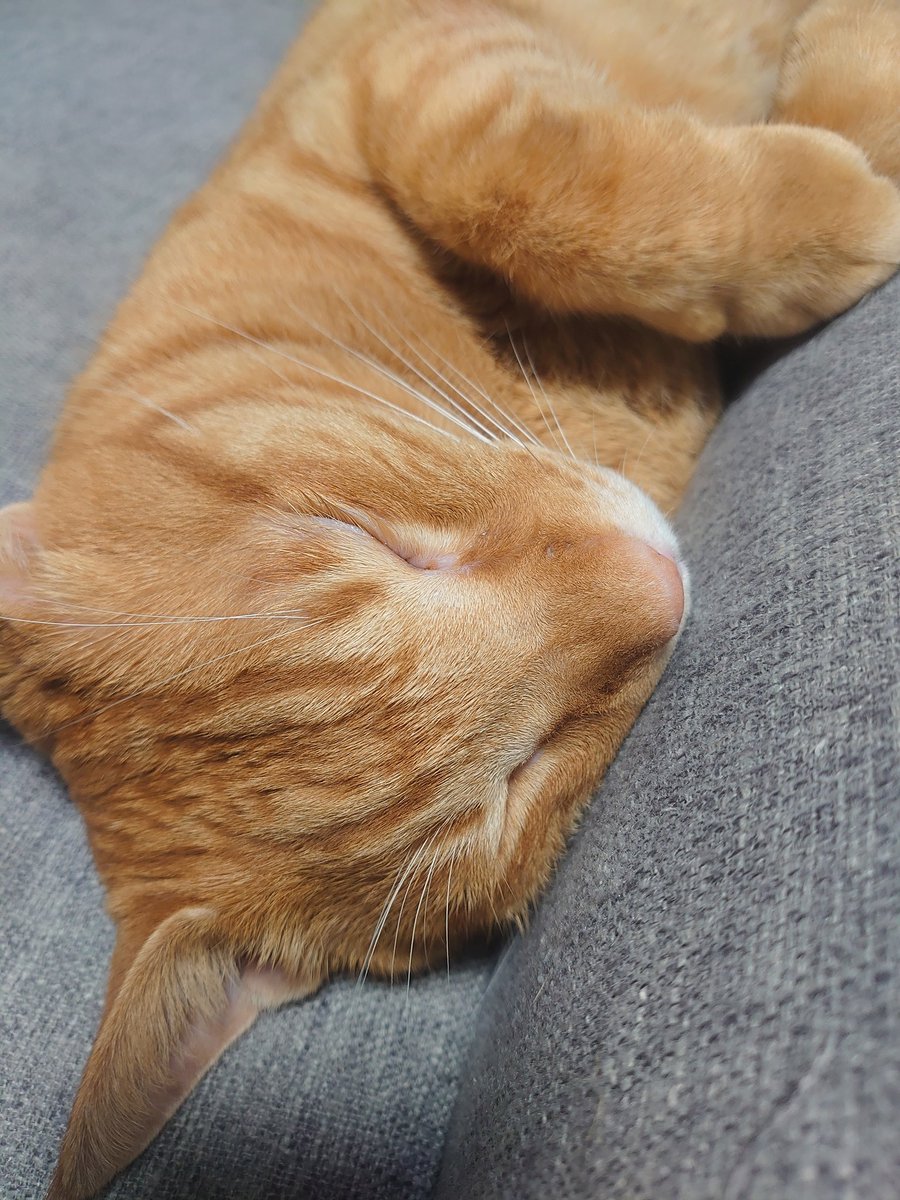 猫のいる暮らし tweet media