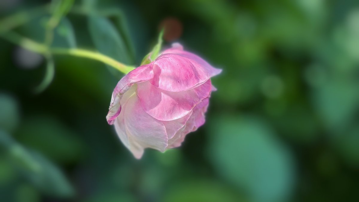 oruko_'s tweet photo. #Rose 

バラが好きな人と繋がりたい https://t.co/DTq5c8n65c