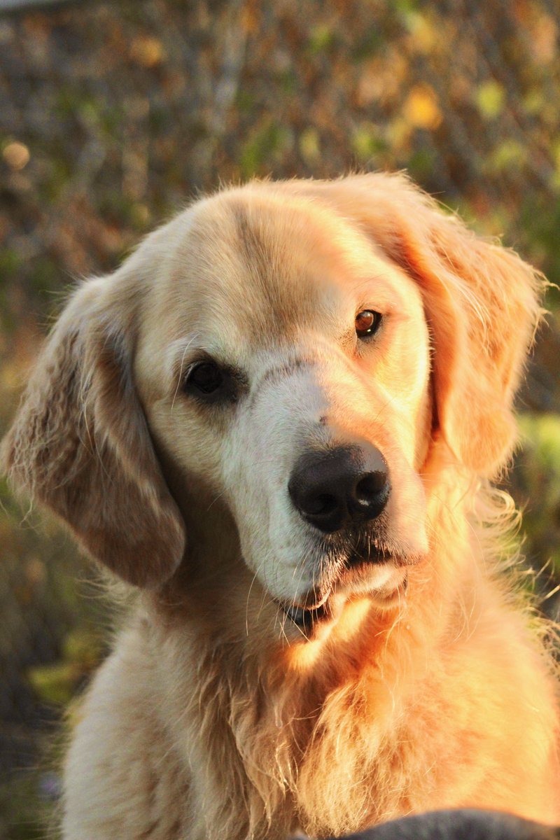 kellyskydive's tweet photo. Happy Gotcha Day, Jem. Six years ago, the boy with big paws came home to the Farm. Still a boy with big paws and an even bigger heart. ❤️🐾❤️ https://t.co/rKEg1PqLps