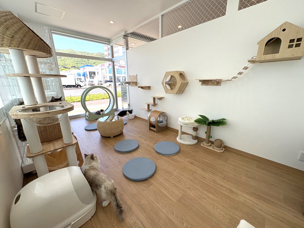 marugotolove's tweet photo. 【開店情報】2026/5/6㊌、広島市安佐南区緑井の国道54号線沿いに保護犬猫ふれあいカフェ｢ANELLA CAFE 広島緑井店｣がオープン。｢ワイモバイル 緑井店｣があった場所
↓
読者のあずささんから今回の情報が届きました。ありがとうございます！
↓
｢ANELLA CAFE 広島緑井店｣(アネラカフェ)についてです。東京に本部がある株式会社ANELLA Groupが、福祉型保護犬猫ふれあいカフェとして展開しており、今回で全国27店舗目、広島県内では初めての出店とのことです。
↓
これまで累計約3500頭の保護犬猫を新しい家族へと繋いできたカフェだそうです。かなりの数ですね!
↓
店内はワンちゃんエリアと猫ちゃんエリアがそれぞれわかれており、犬派の方も猫派の方も、もちろん両方好きな人も楽しめる空間になっているそうです。
↓
さらに、この｢ANELLA CAFE｣(アネラカフェ)は、独自のモデルで展開しているようです。
↓