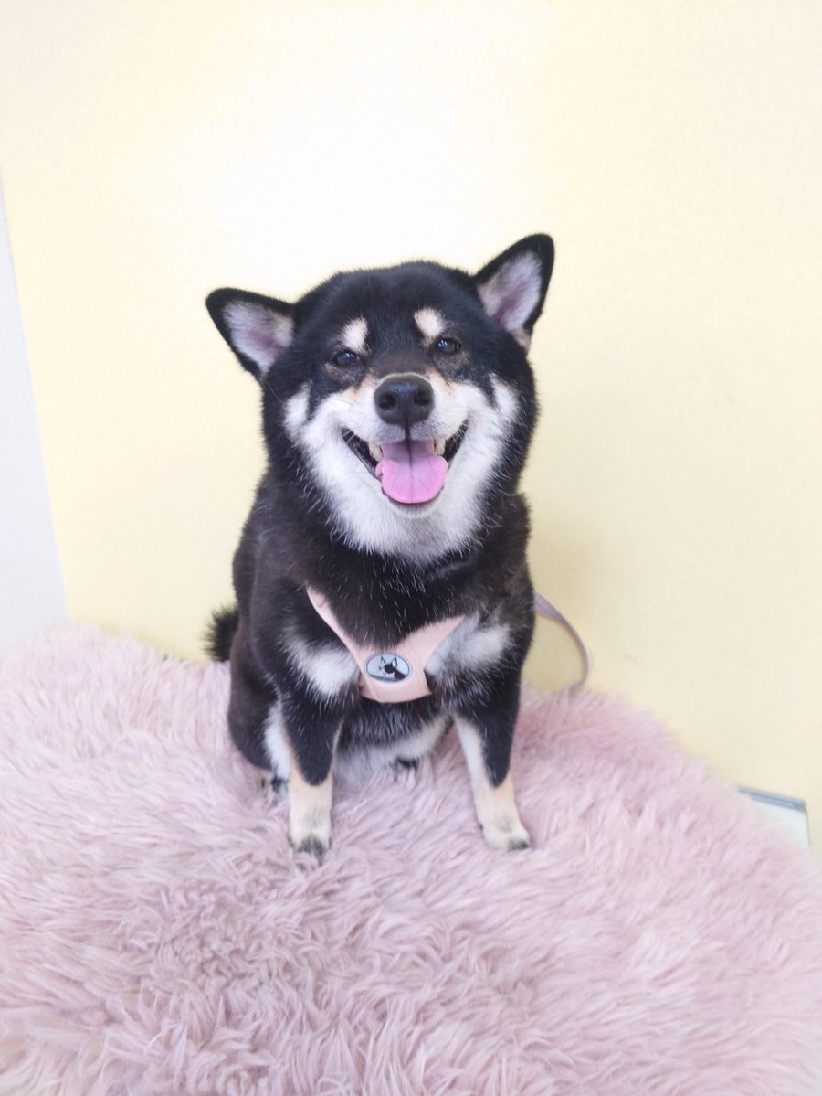 柴犬੯‧̀͡u\🐾凛＆大和 tweet media