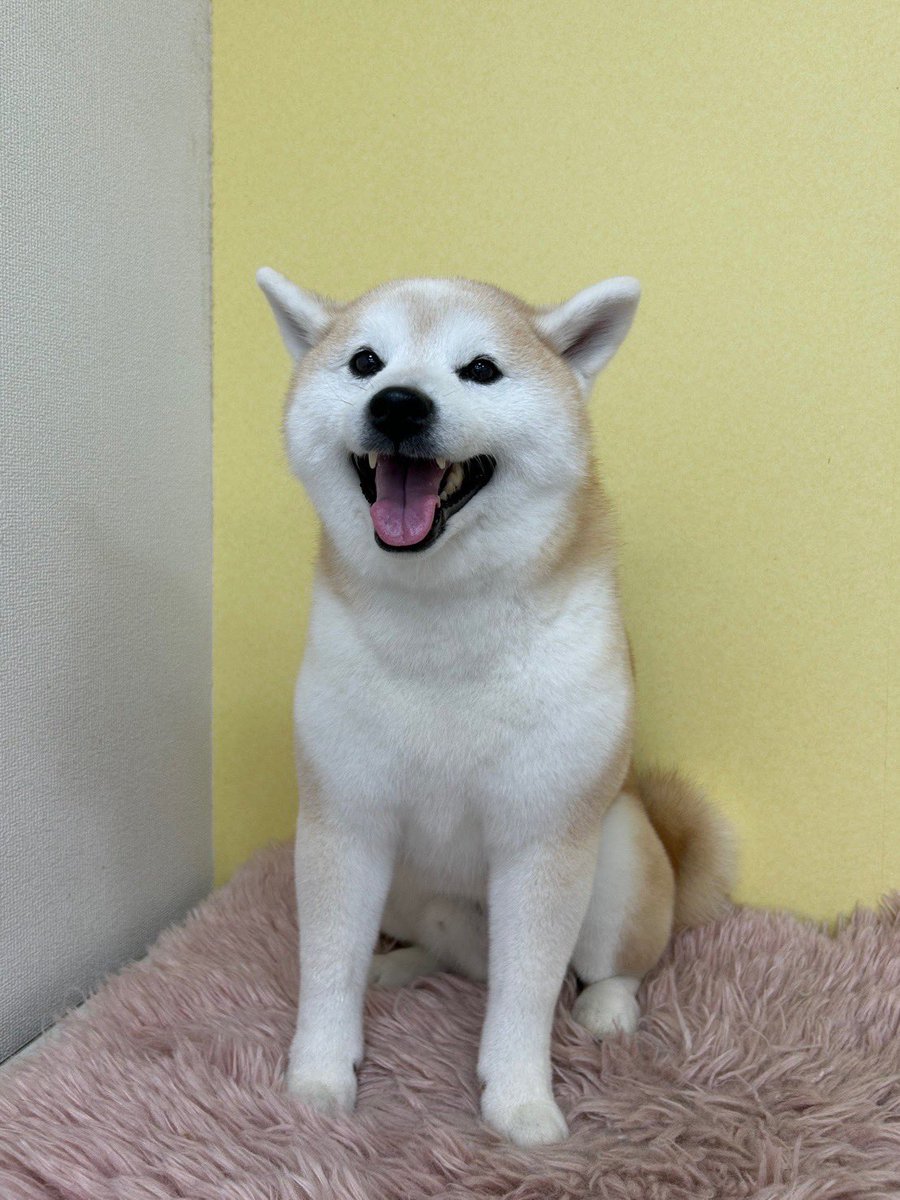 柴犬੯‧̀͡u\🐾凛＆大和 tweet media