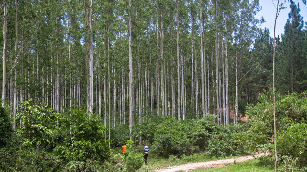 Uganda Timber Growers Association tweet media