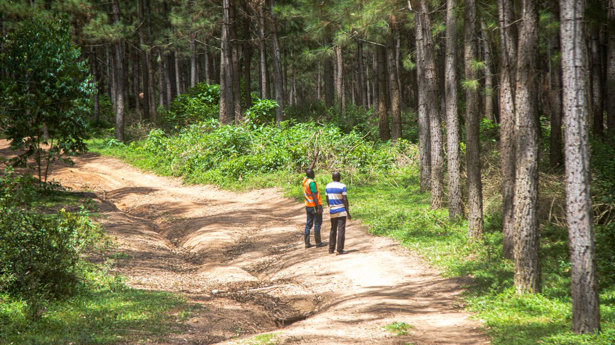 Uganda Timber Growers Association tweet media