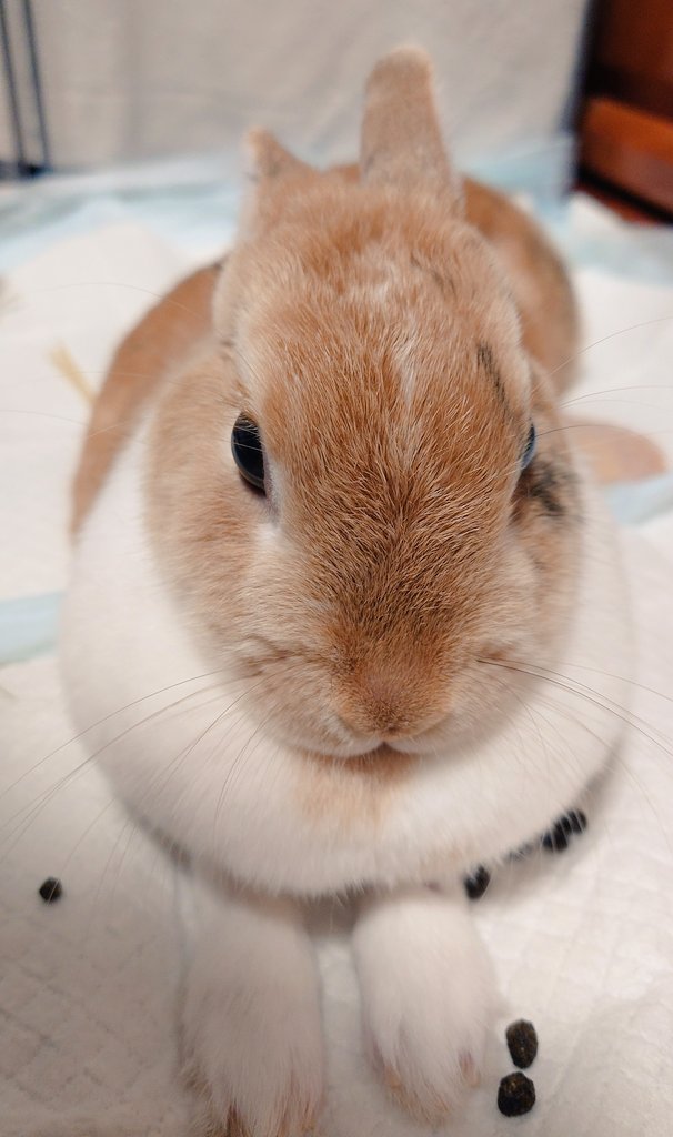 うさぎ #癒し #可愛い #可愛いは正義 #可愛いと思ったらRT #うさぎ好き