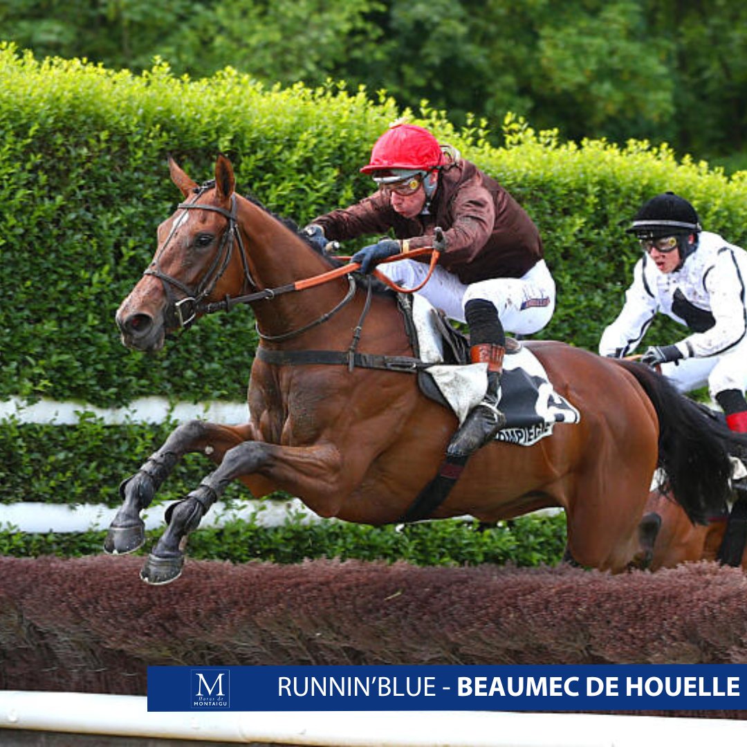 HarasMontaigu's tweet photo. 💥By our home stallion BEAUMEC DE HOUELLE &amp; born and raised at the stud for our loyal client T. Storme, whom we thank for his continued trust &amp; support, 🚀RUNNIN'BLUE made a striking impression when winning easily on debut over hurdles at Compiègne for F. Nicolle and A.Jathière! https://t.co/PeCaOcjKaU