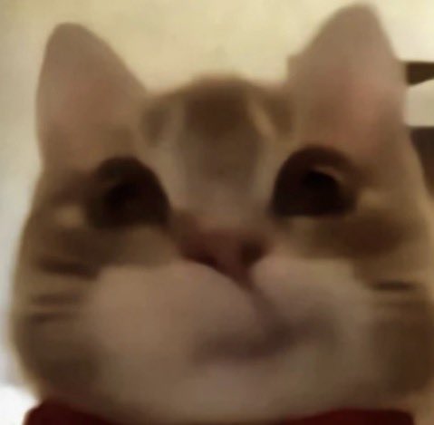 kitty (carmen) tweet media