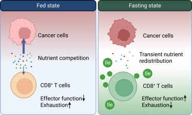 Cell Metabolism tweet media