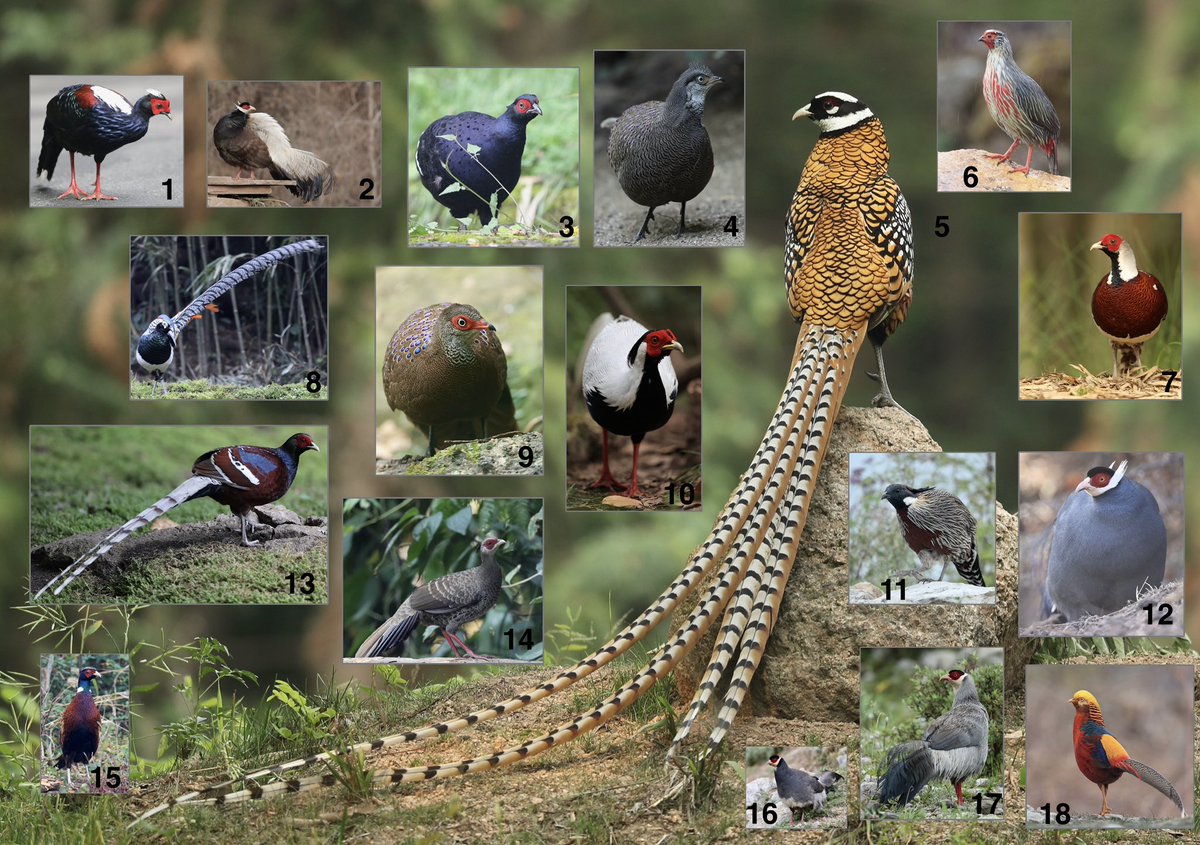 Bird-Photo-Tours ASIA tweet media