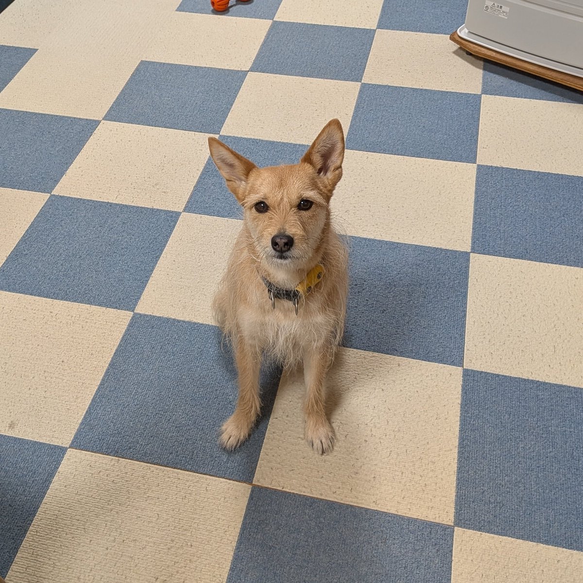 犬ちゃん (@dogchan1010) / Posts / X