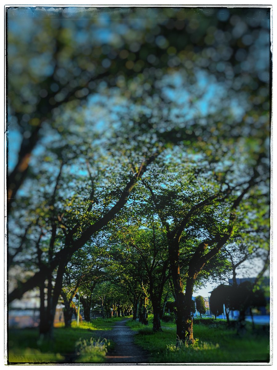 major_arcana7's tweet photo. 🍃A green path with no one🌳
想いを馳せながら、、、
All of that emotion in a photo📸
あの人のこと࿐☙͜☙
#photographer
#darkgreen
#Deepemotions https://t.co/sQo4yDZGt4