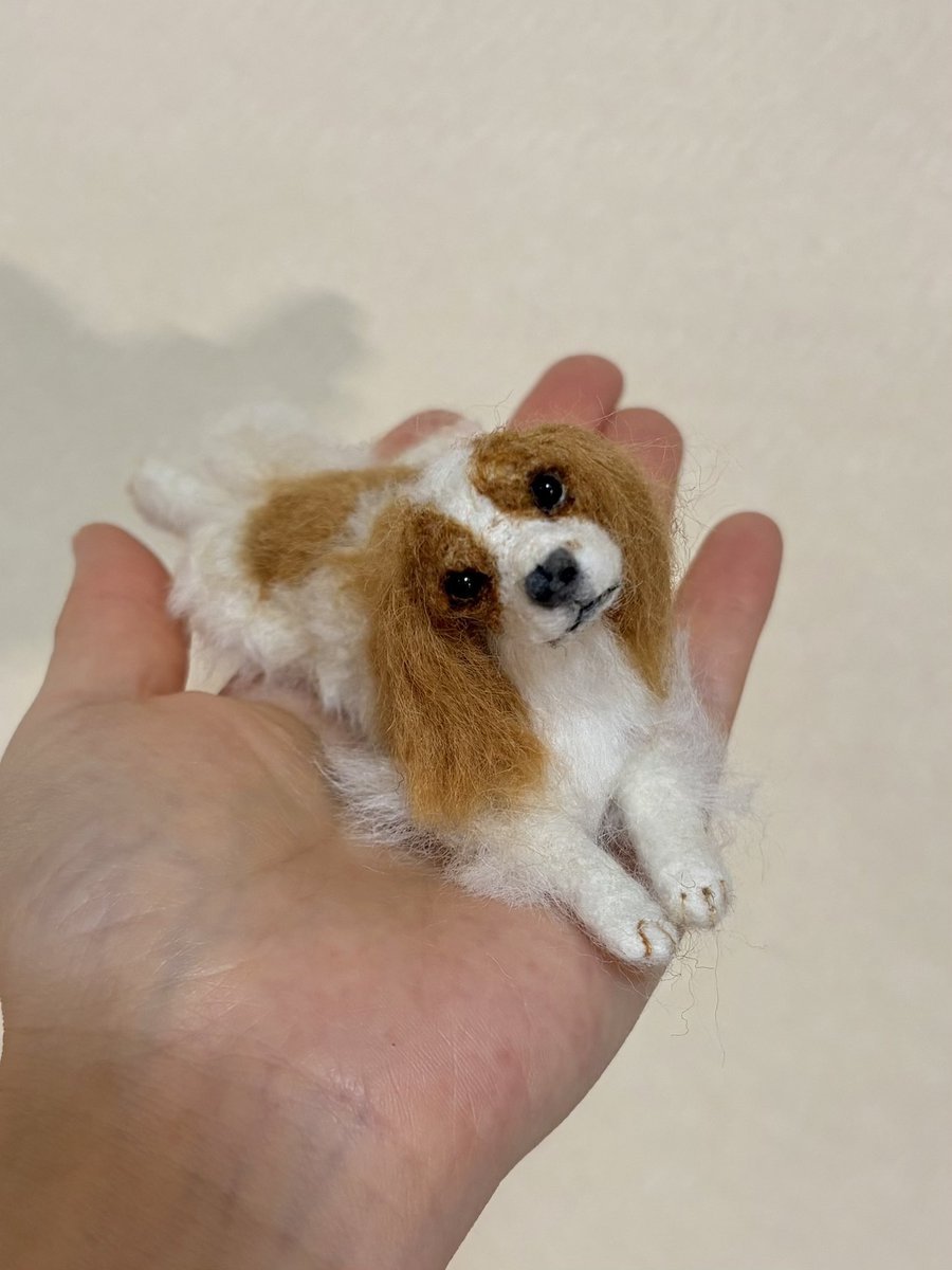 oliver_marimo's tweet photo. 嫁作の手のりキャバリア。脚はキャバ開きです。
#キャバリア
#犬の居る生活 https://t.co/KYL62Wx1DO