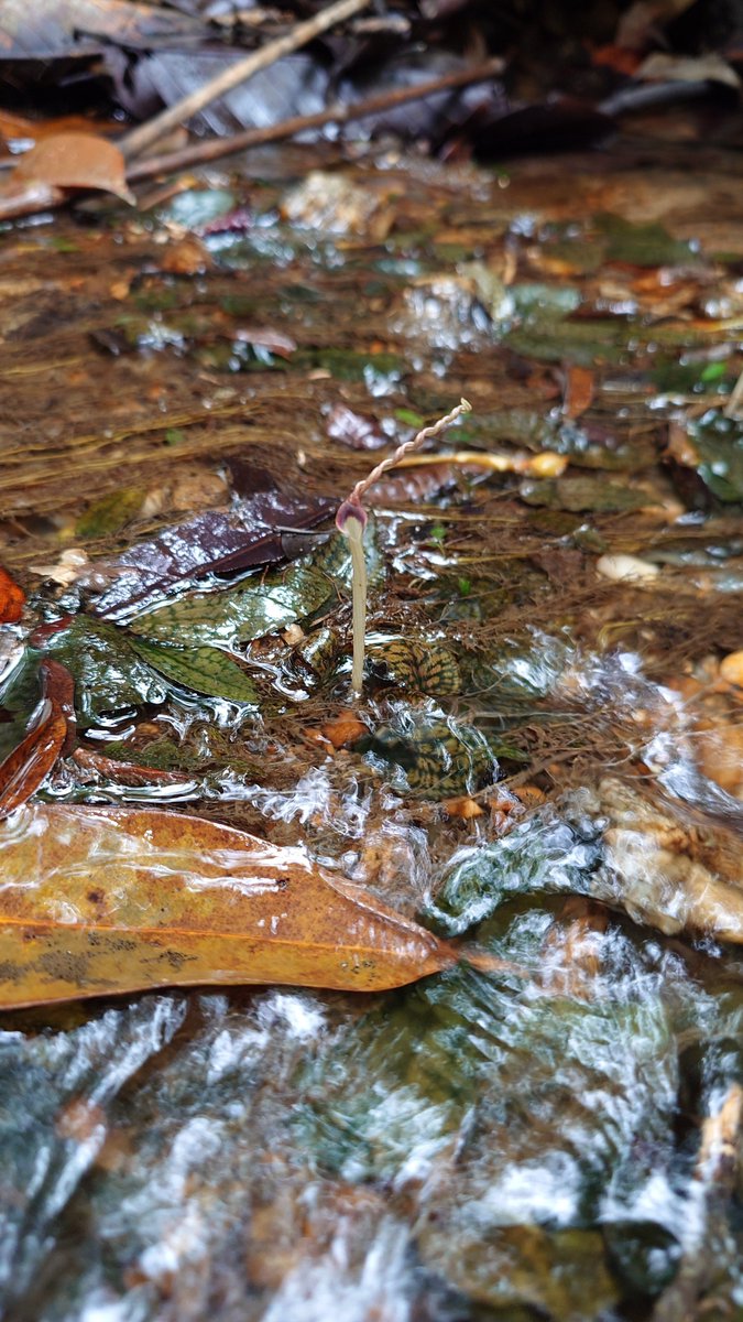 Cryptocoryne striolata PP-260407-1 BB kec.Jangkang KAL-BAR 西