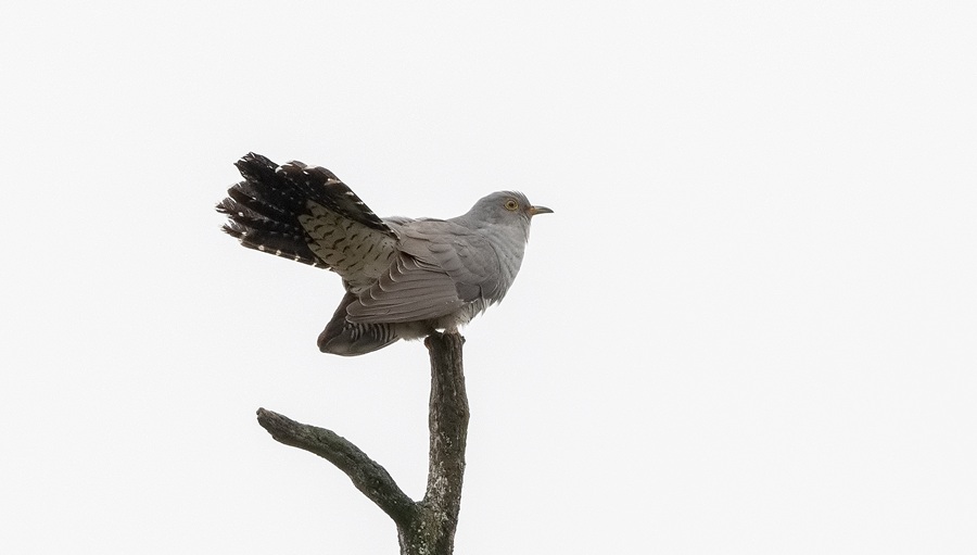 BirdlifeSuomi's tweet photo. BirdLife Suomen Tiira-lintutietopalvelussa https://t.co/DKnCUZt9qT on nyt yli 34 miljoonaa havaintoa! Rajapyykki saavutettiin sunnuntaina 10.5., kun Hannu Talvitie tallensi havainnon kukkuvasta käestä Inkoossa.

Kiitos kaikille havaintojaan tallentaneille!

📷 Micha Fager https://t.co/6eSkg04vqE