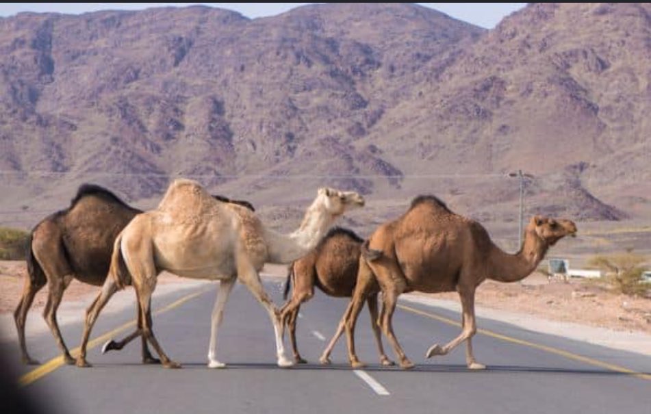 جمعه مسعود السعيدي tweet media