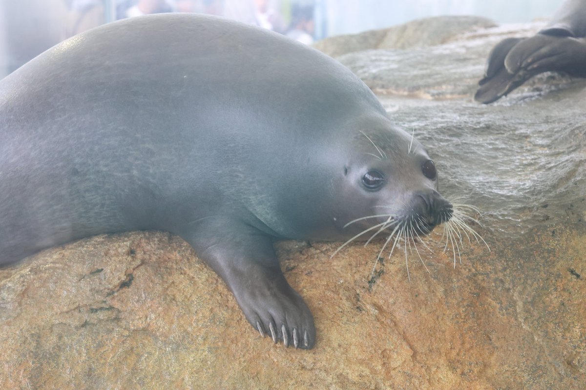 きなこ・