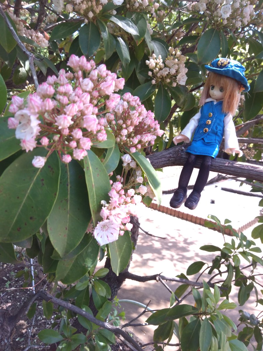 りんごちゃんとしあっち。 久々にでてもらったけど、結構かわいいし服