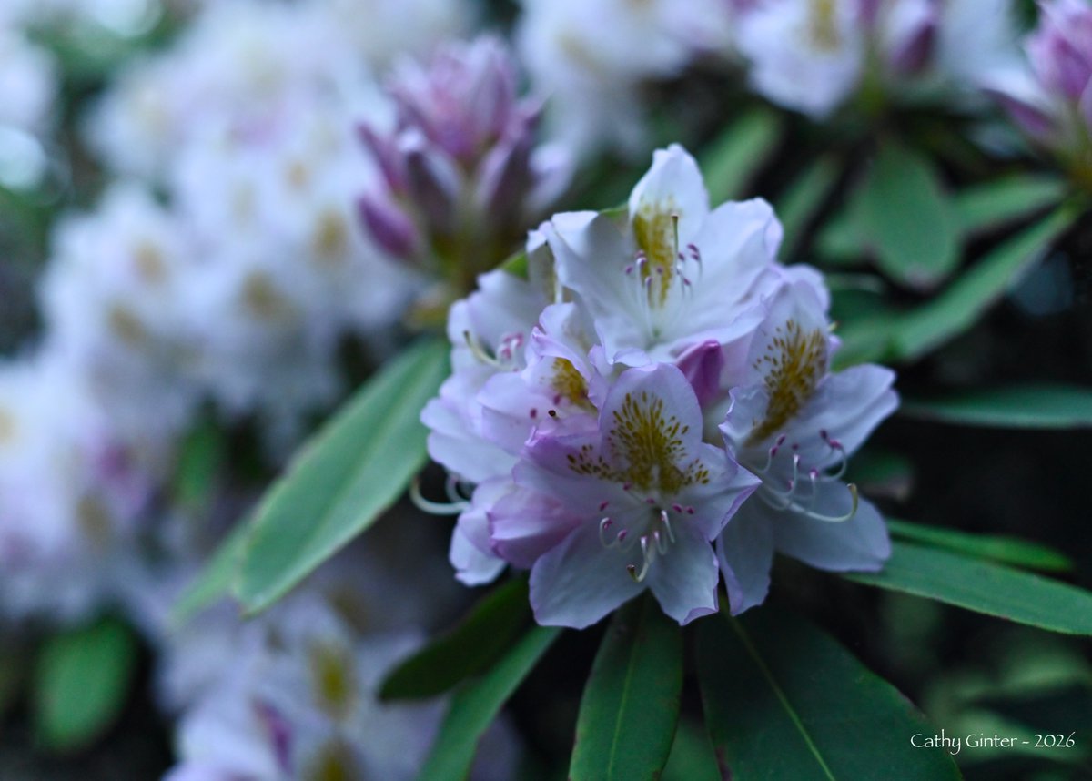 CathyGinter's tweet photo. It was a harsh winter on our Rhododendrons here in w. Pennsylvania… and still, their blossoms faithfully open into such Beauty ~
#BlueHour #Flowers #Nature #Photography https://t.co/SKtY0DPROf
