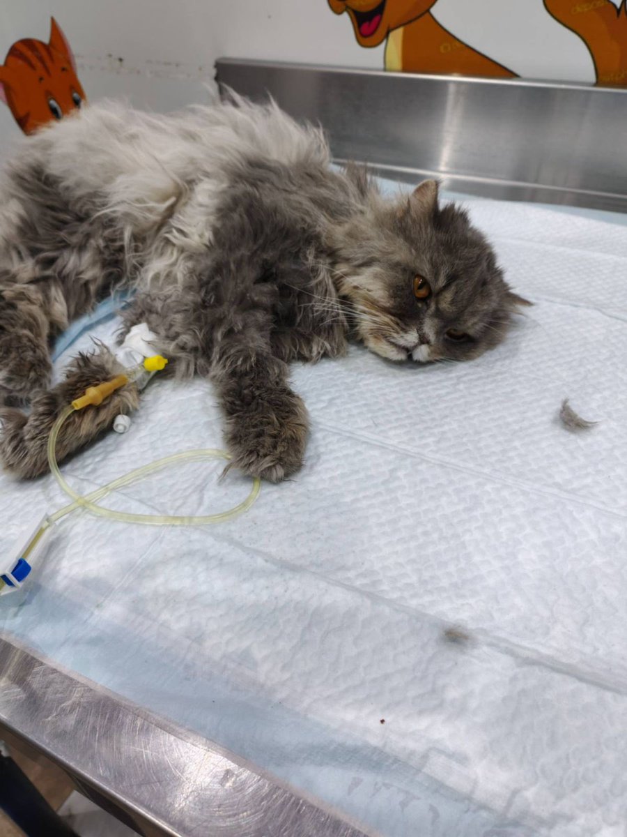 Engmanalrescuer tweet media