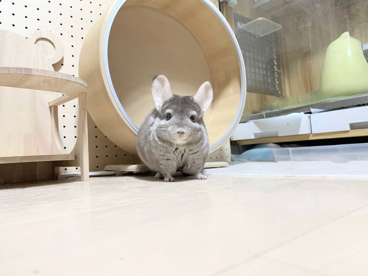 mopiemon0514's tweet photo. チンチラをのぞく時、チンチラもまたこちらをのぞいている https://t.co/jlNgtQggov