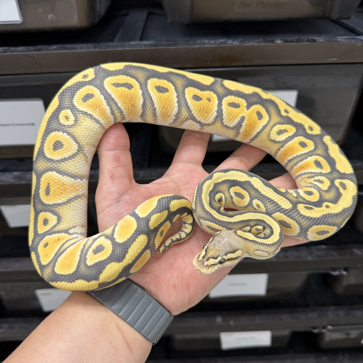ballpythonari's tweet photo. Pastel Cypress Ghost Orange gene
het Puzzle
Ghostはヘテロの方が良いよね！とか言ってましたが、とんでもない表現になってきました…😇 https://t.co/N7JrT5vbiq