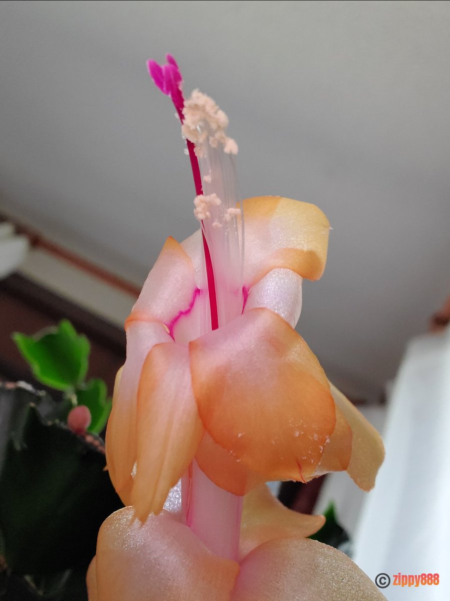 zzippy888's tweet photo. Happy Wednesday! ππ§‘ #Thanksgivingcactus #flower #photography #myplant #bloomscrolling #newbloom https://t.co/h0PdbGydmY