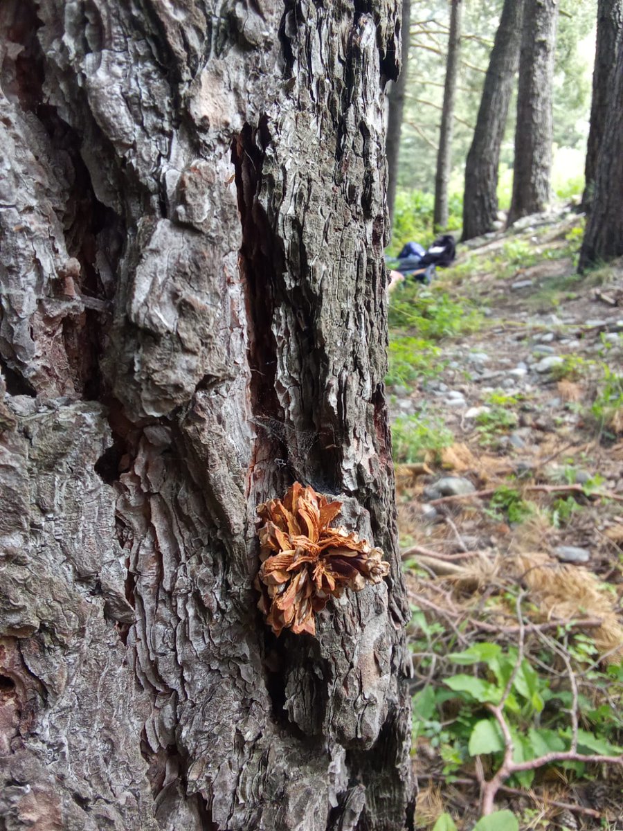 cdavalldeboi's tweet photo. Avui ens hem trobat aquesta pinya encastada a l’escorça d’un arbre amb l'alumnat de 1er de batxillerat científic de l'@ins_tremp. En molts casos és obra dels picots! Als Pirineu, qui fa més sovint aquest tipus de tallers amb pinyes és el picot garser gros (Dendrocopos major). https://t.co/TIc9CqOikZ