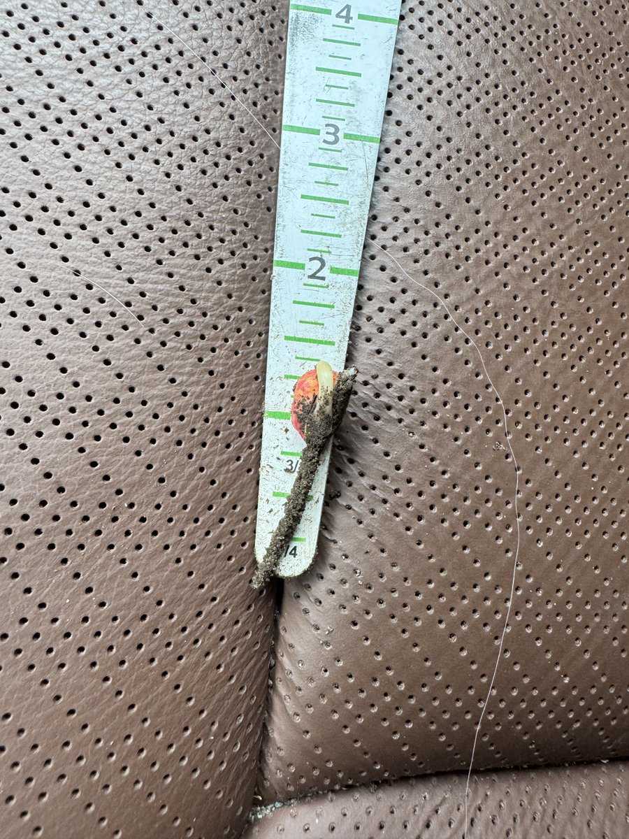 garry_baker's tweet photo. Planted May the 4th https://t.co/ih9ktCuipm
