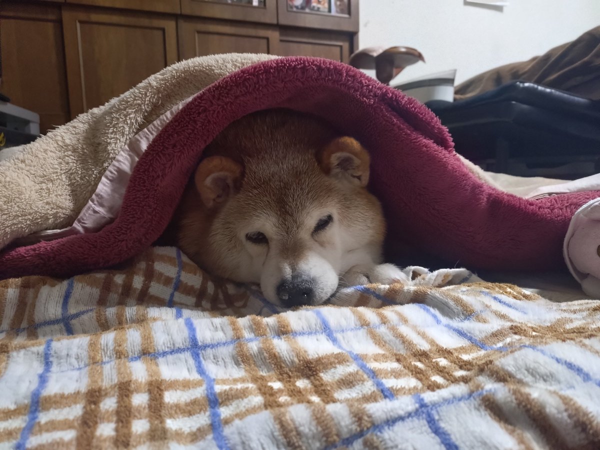 gUGb6yqKvOAq4dP's tweet photo. 夜になるとつい布団をめくり、もしかして柴娘が🐶💤と探してしまう…
これほどまでに過去に行けるタイムマシーンが欲しいと思った事は無い😂 https://t.co/oYKJw5cdYd
