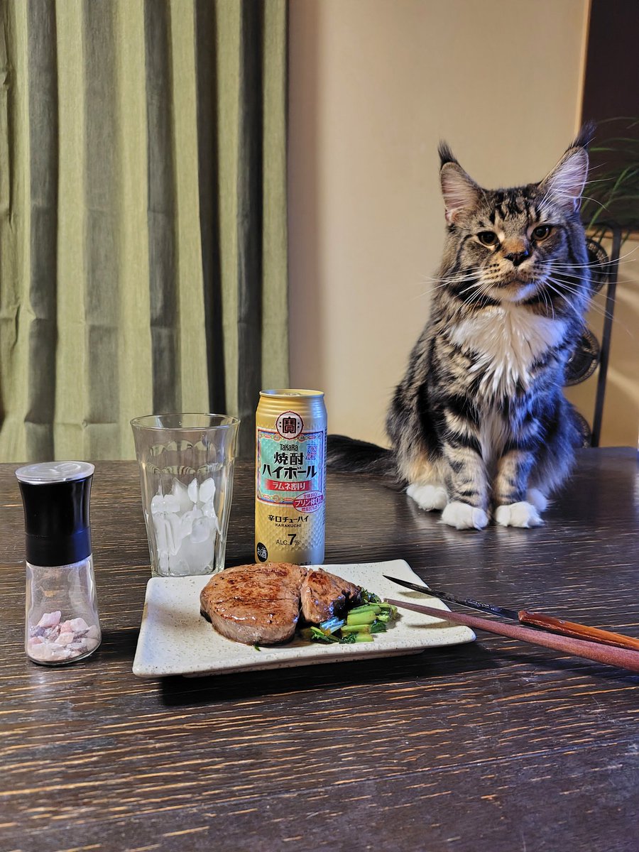ebiRider21's tweet photo. 半額の良い肉で晩酌

狙って良いのか食えるのか？
思案顔の寅次郎🐱

ちょこっとあげたら気に入ったみたい

乾杯🍻

#晩酌
#家飲み
#シャトーブリアン
#猫の居る暮らし
#メインクーン https://t.co/edIheQFcE5
