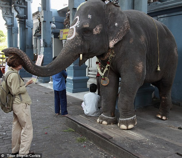 stae_elephants's tweet photo. Six people have been killed by captive elephants in the past four months in Kerala, S India. Captive elephants are often highly stressed, disturbed and frustrated from the daily beatings and harassment they receive. 
https://t.co/sqUVWwntYg https://t.co/X92pnkGnjy