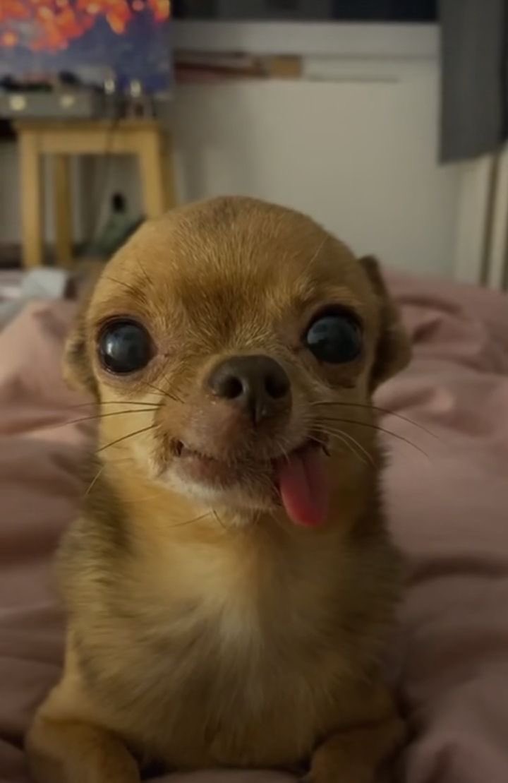 MoonKase's tweet photo. Bom dia
Comprei a câmera pra vlougui blogueira sis branca europeia 💅 https://t.co/q1ByweGqMr