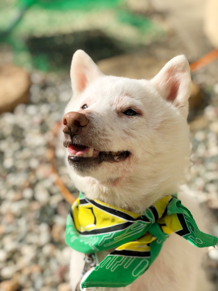 lemonadebottle's tweet photo. 全てのわんちゃんに幸あれ🐕✨
#愛犬の日

我が家の最愛🍀
大好きだよ https://t.co/wwkIuRRU9w