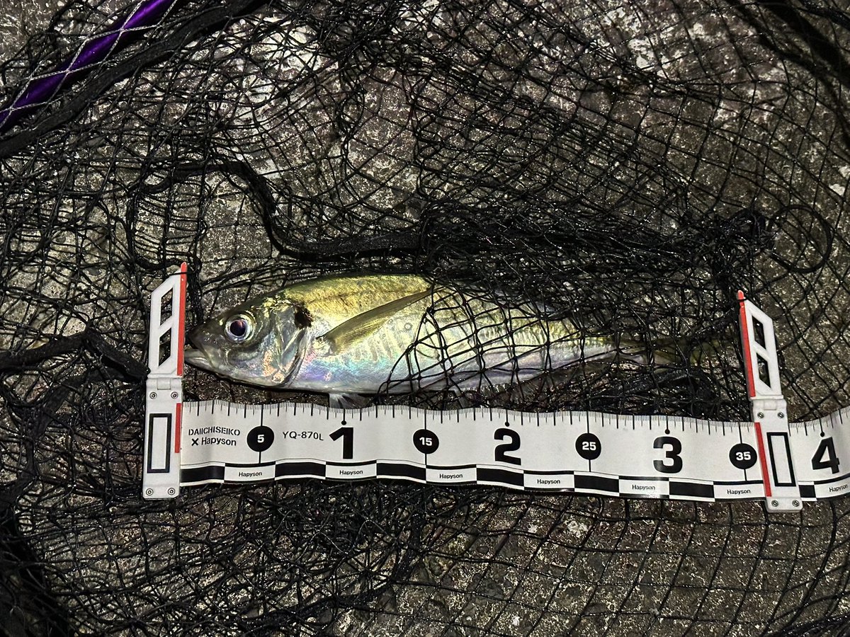 manikyuu's tweet photo. 集魚灯買って、普段は真っ暗で夜釣りしても何も釣れないポイントでやったら20分で5キャッチ！
今年は根魚やアジングのライトゲームに結構課金したけど、アジングは課金した価値はあった😆 https://t.co/vThBP0MK4W