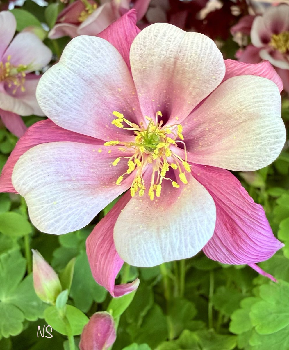nsaidian's tweet photo. Good morning 💖

Wake up with hope, move with kindness, end the day with peace. https://t.co/UCO2VuO3q5