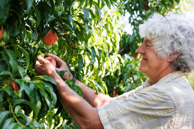 AmericanAg's tweet photo. Good news for growers! The USDA has expanded funding for specialty crop programs, including new support for research, state initiatives, and automation and mechanization efforts. Learn more:https://t.co/vB3oVnHWje https://t.co/dB5GE1i53x