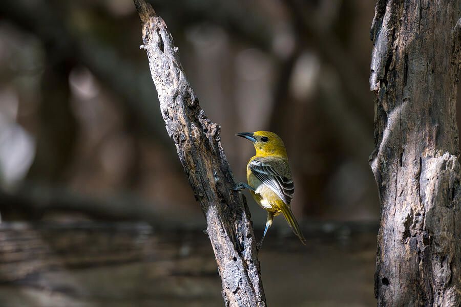 DebraMartz's tweet photo. I was out looking for a male Hooded Oriole, hoping to find the bright orange adult. But I saw this 1st-year male in vivid yellow, still missing the black bib. 
Santa Ana National Wildlife Refuge in Texas.

https://t.co/d7Qe9SpFTy
@DebraMartz
#oriole #nature #BirdLovers #aves https://t.co/ooZWYoX9QF