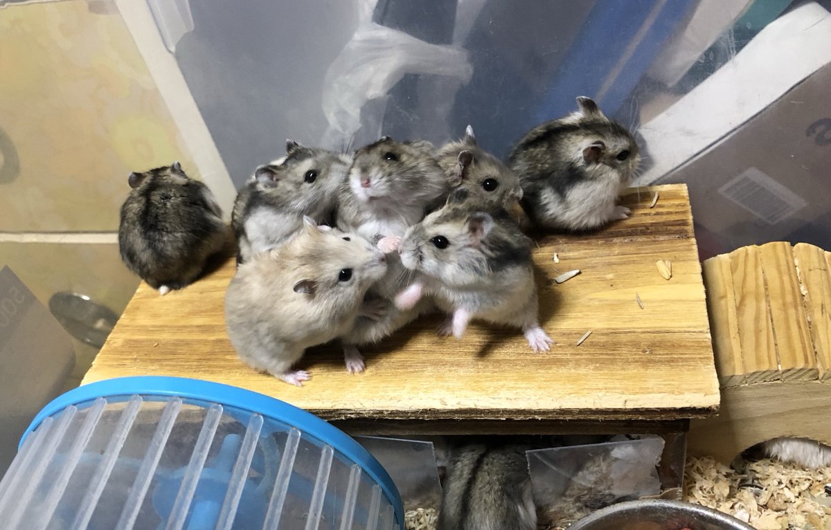 ハムスターちゃんねる tweet media