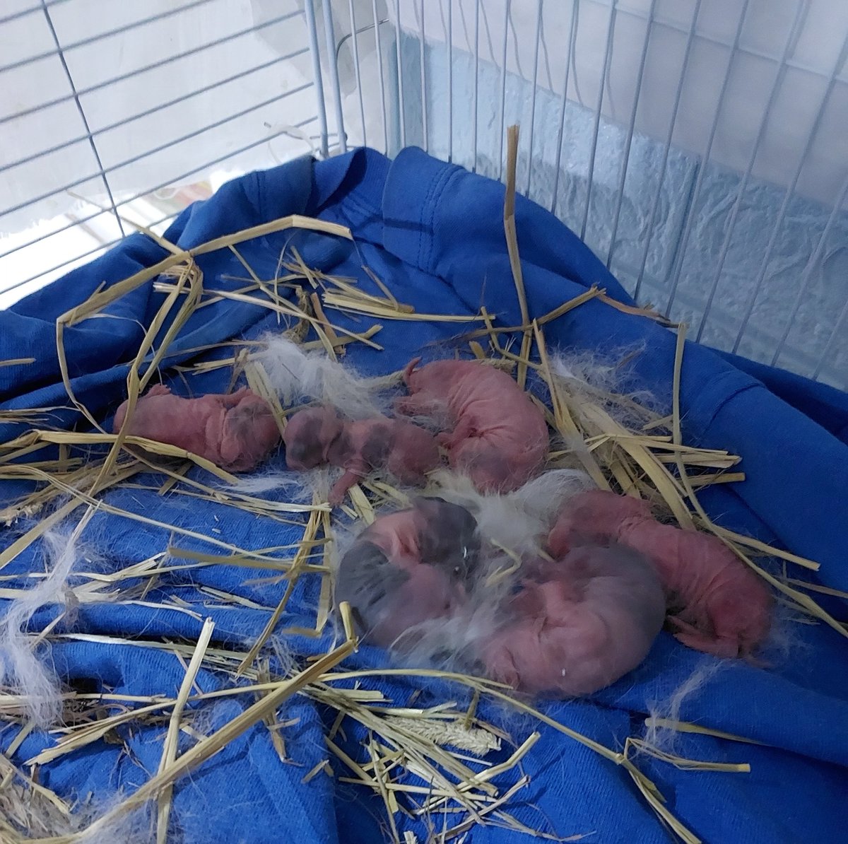 Onosei6's tweet photo. I've decided I need to raise the money this week or this month to get my rabbit neutered.

And yes…she's had another baby!! TT https://t.co/hy2BRCkoRQ