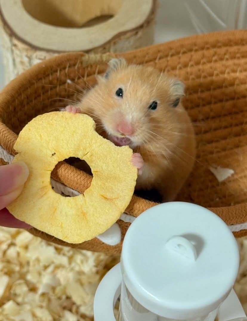 Tweets Of Hamster tweet media
