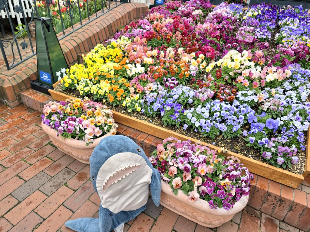 IKEAsame's tweet photo. 綺麗なお花をめでにきたよ https://t.co/JyUyu3UUbZ