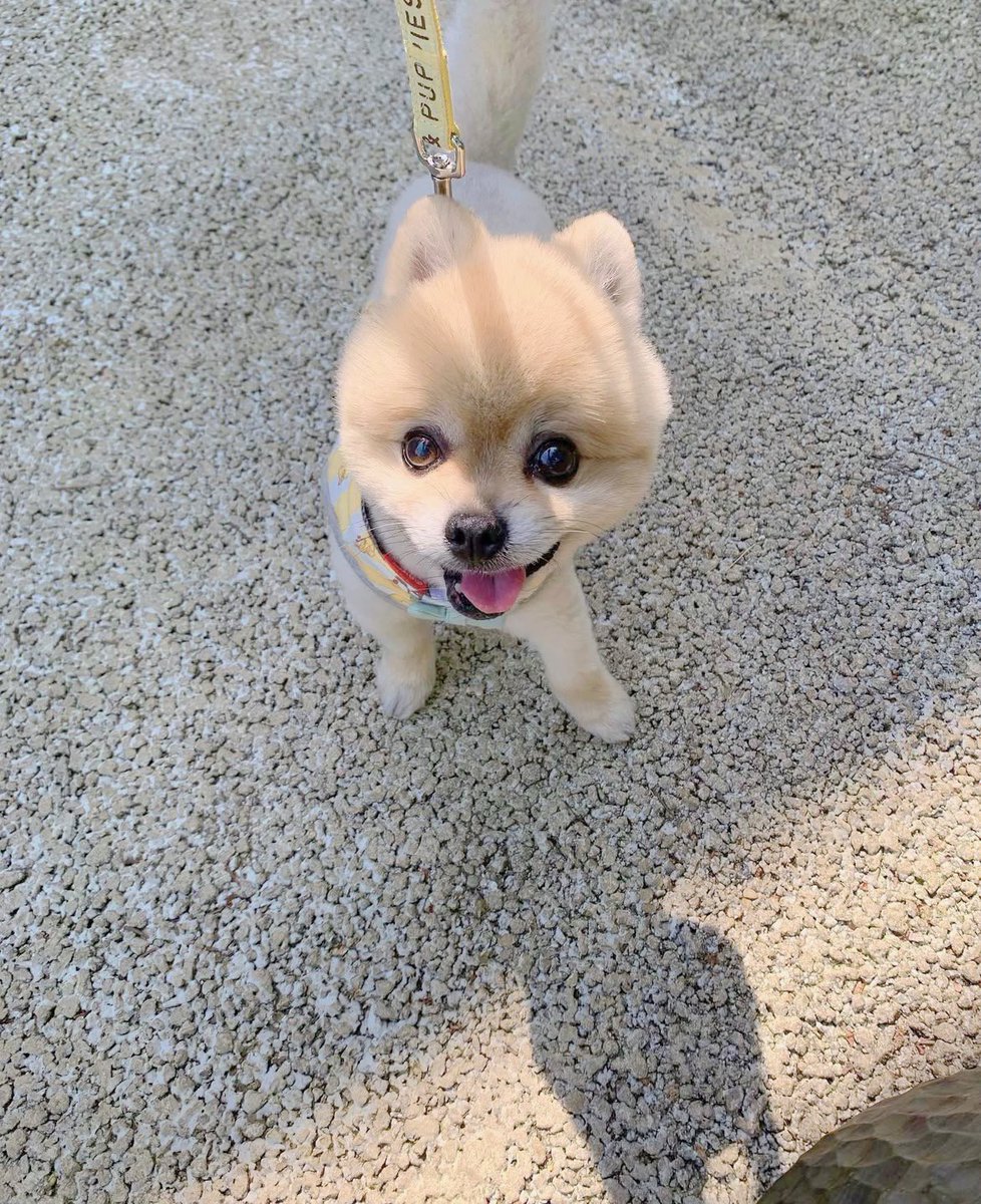 p0kitan's tweet photo. 今日はお空にお引越ししたぽんちゃんの
四十九日でした🌻🩵🩵🌈

また会いたいなぁなんて
家族で話してます🧡🤍

いつまでも大好きだよ🧡

#ポメラニアン
#お空組 #四十九日 https://t.co/SYFQ2brONQ