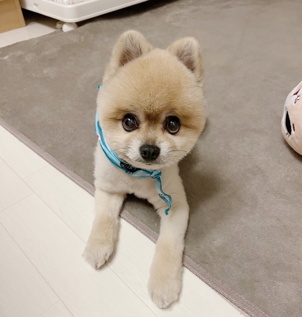 p0kitan's tweet photo. 今日はお空にお引越ししたぽんちゃんの
四十九日でした🌻🩵🩵🌈

また会いたいなぁなんて
家族で話してます🧡🤍

いつまでも大好きだよ🧡

#ポメラニアン
#お空組 #四十九日 https://t.co/SYFQ2brONQ