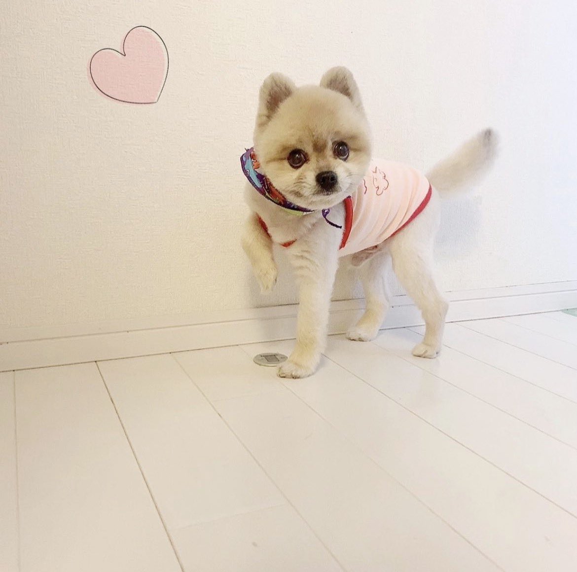 p0kitan's tweet photo. 今日はお空にお引越ししたぽんちゃんの
四十九日でした🌻🩵🩵🌈

また会いたいなぁなんて
家族で話してます🧡🤍

いつまでも大好きだよ🧡

#ポメラニアン
#お空組 #四十九日 https://t.co/SYFQ2brONQ