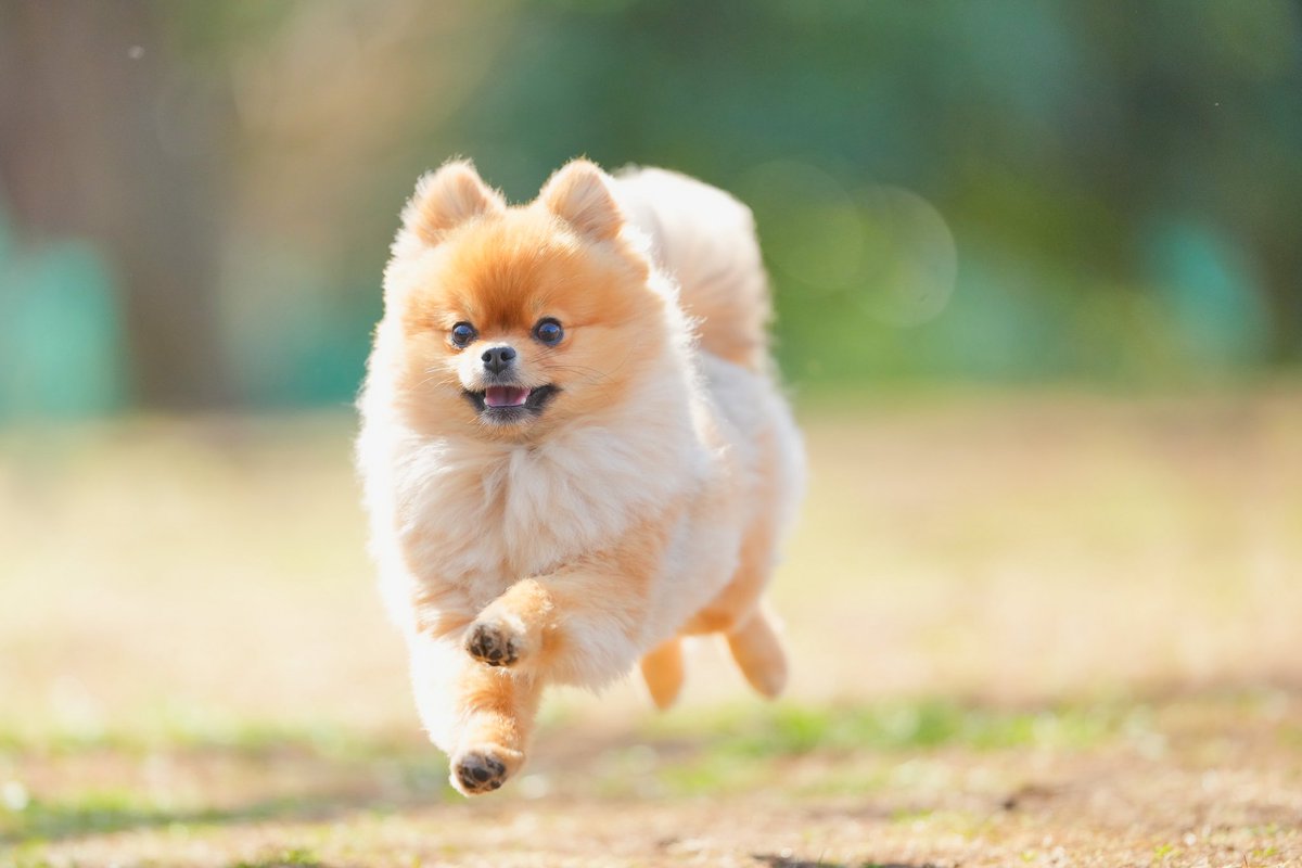 nmk_nums's tweet photo. 愛犬の日なんだ
#愛犬の日 https://t.co/lZRFTzgmqB